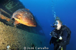Giant grouper welcomes diver to the Madeirense Wreck, Por... by José Carvalho 